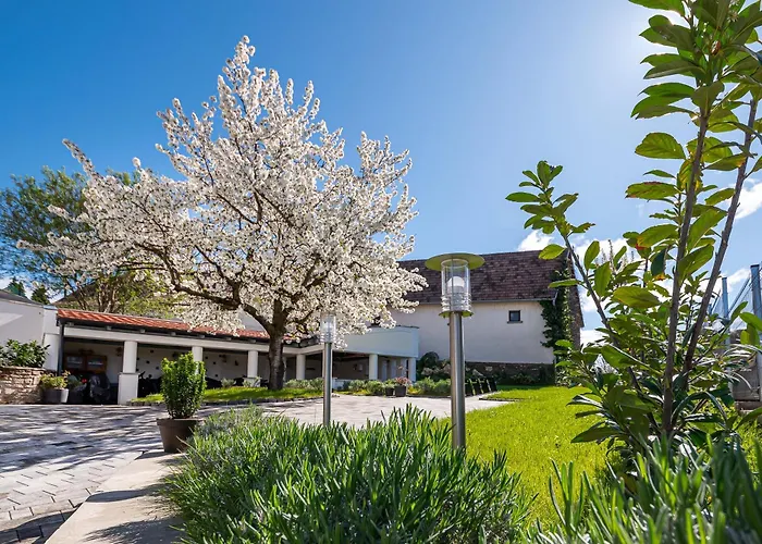 Papoula Vendeghaz تيهاني